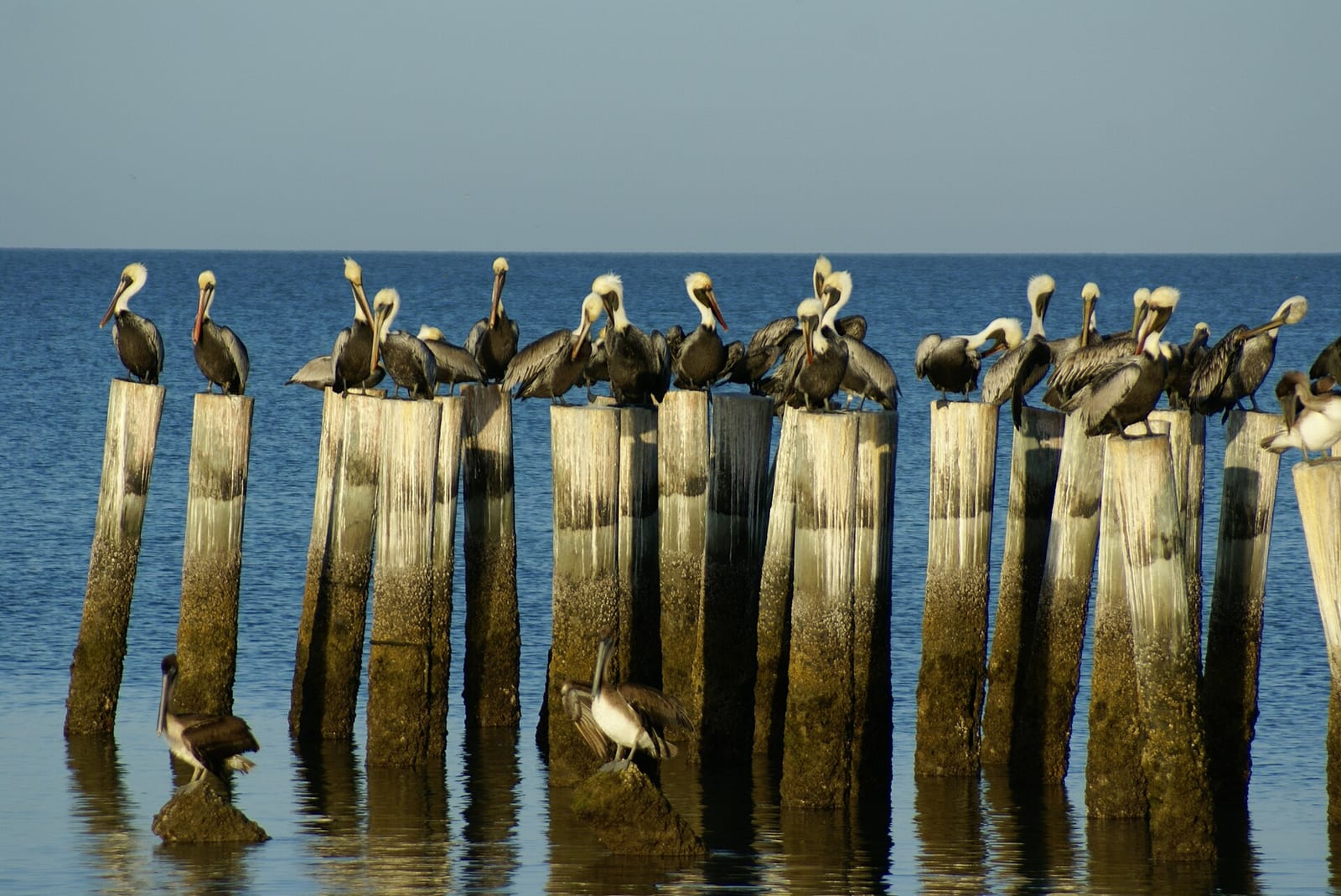 3rd Avenue North Beach: pelicans perched on wooden pilings in shallow ocean water