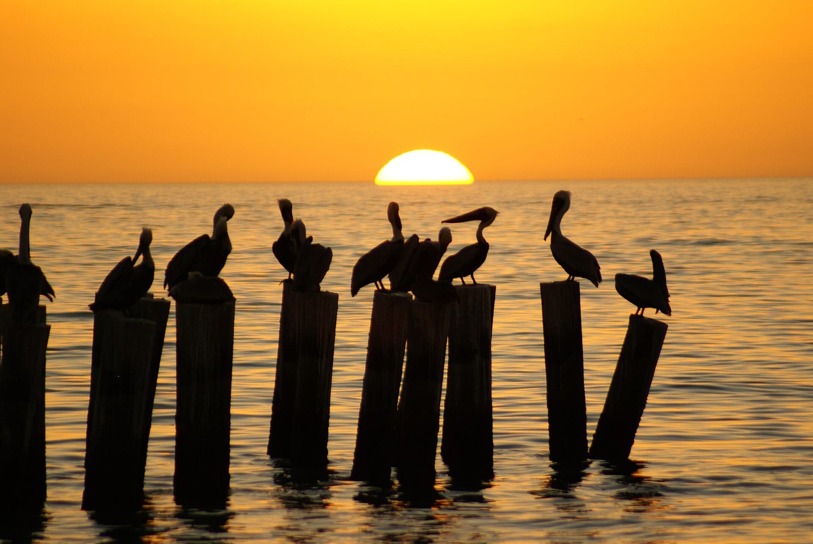 4th Avenue North Beach: pelicans perched on wooden posts at sunset over ocean