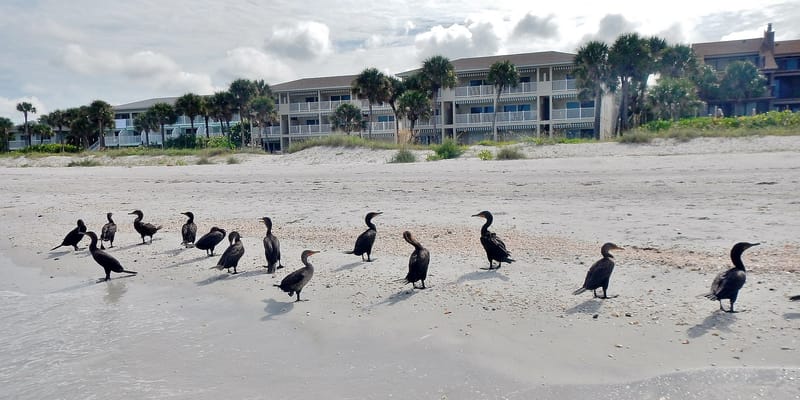 Belleair Beach: cormorants resting on sandy beach with beachfront buildings behind
