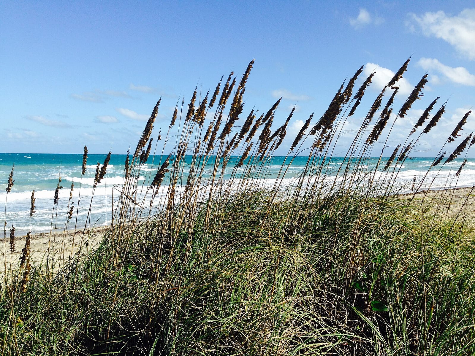 Blind Creek Beach North: beach dunes with sea oats, ocean waves, and clear sky