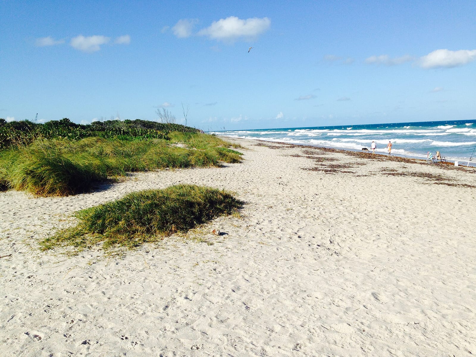 Blind Creek Beach North: sandy beach with dune vegetation, ocean waves, few distant people