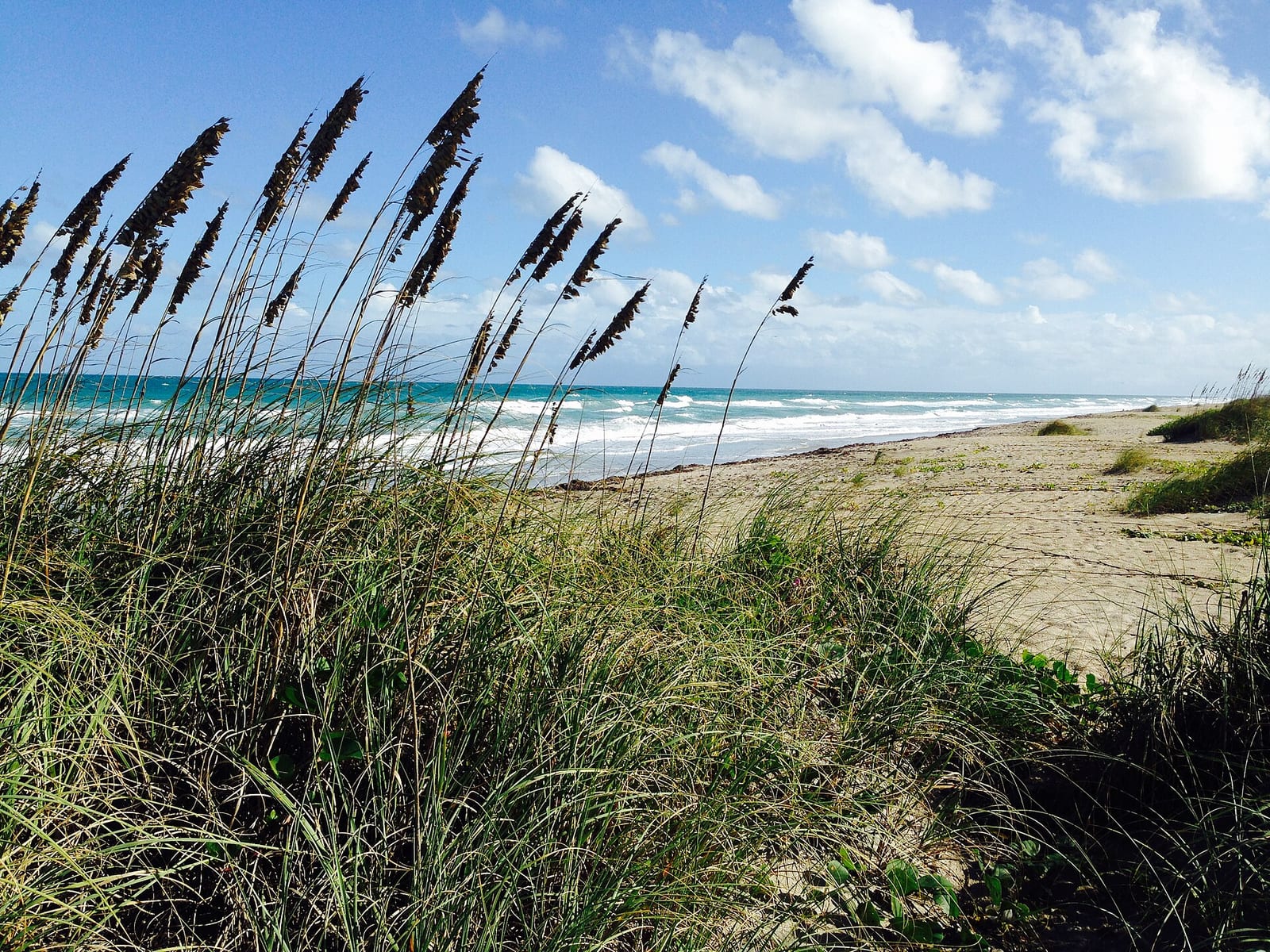 Blind Creek Beach North: beach with dune grasses, sand, and ocean under blue sky