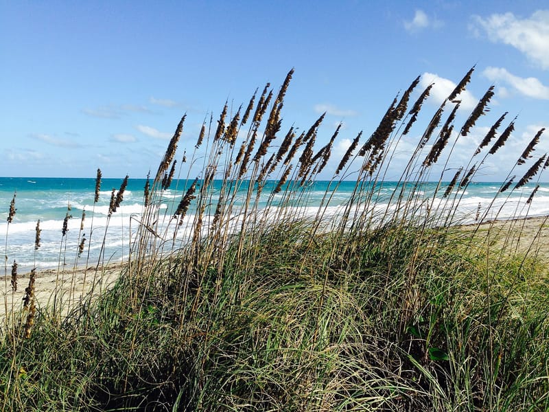 Blind Creek Beach South: beach dunes with sea oats, ocean waves, and clear sky