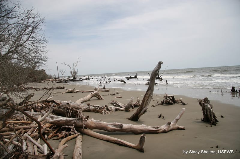 Bone Yard Beach: driftwood logs scattered on sandy beach with ocean waves