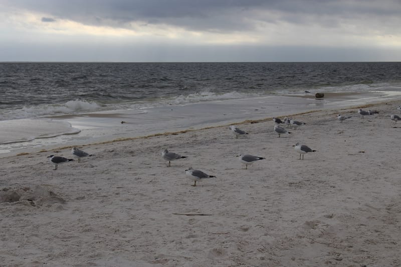 Carabelle Beach: sandy beach with seagulls, ocean waves, and overcast sky