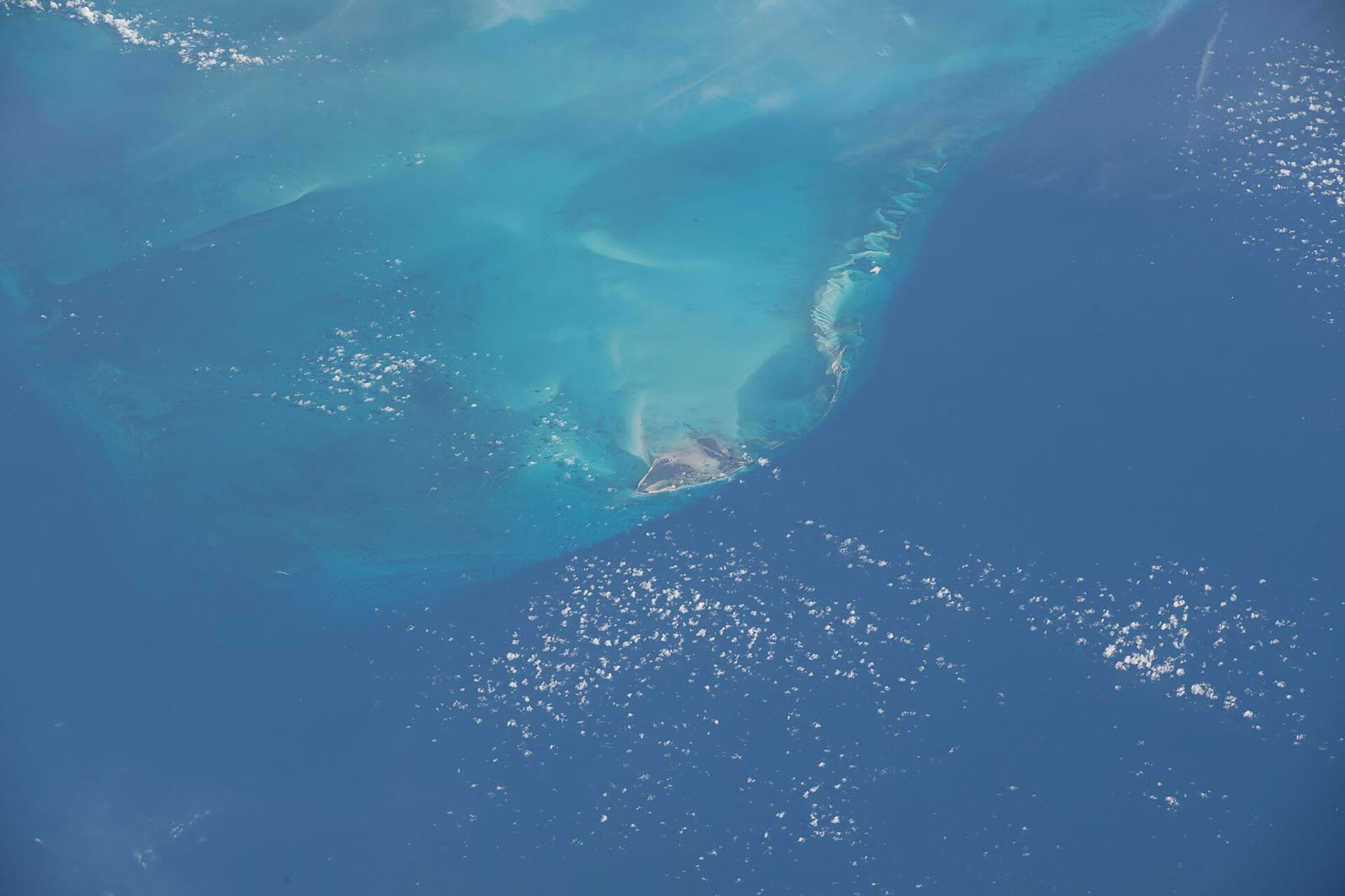 Fort Island Beach: aerial view of marine animals swimming in clear blue ocean water