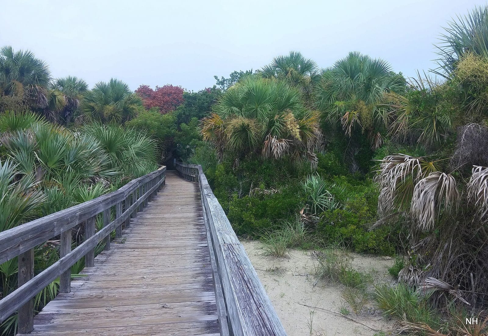 Inlet Shore Beach Area: wooden boardwalk through palm trees and beach vegetation toward shoreline
