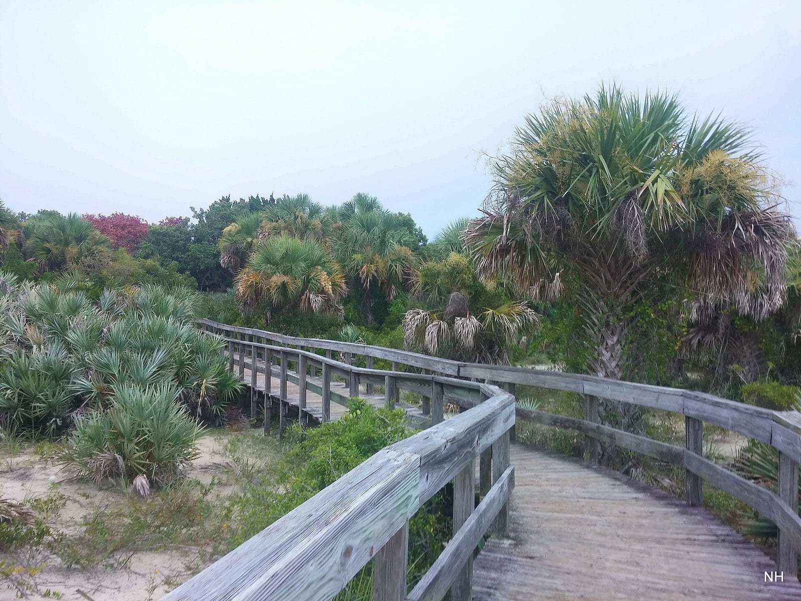 Inlet Shore Beach Area: wooden boardwalk through coastal dunes and palm vegetation