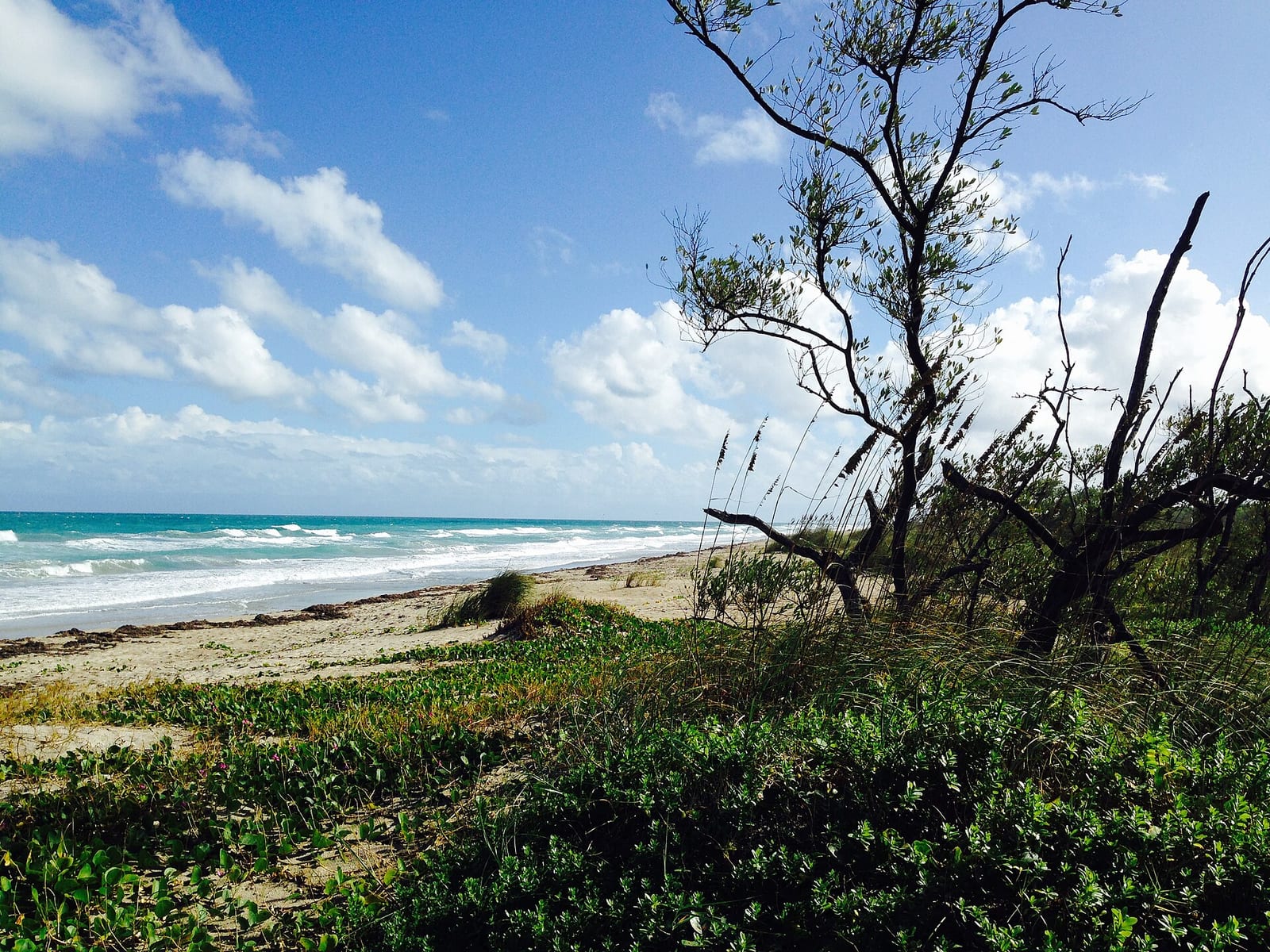 Little Mud Creek Beach: beach shoreline with coastal vegetation, trees, and turquoise water