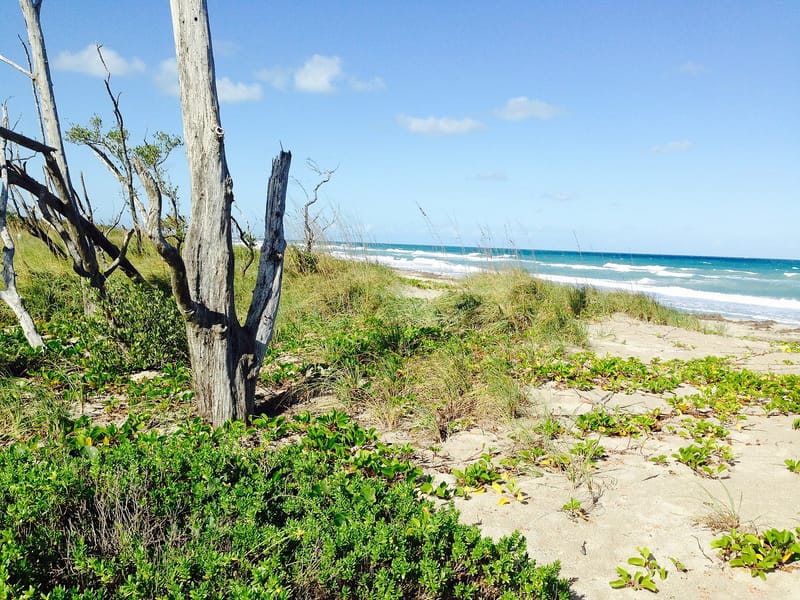 Little Mud Creek Beach: beach with driftwood, dunes, vegetation, and ocean waves