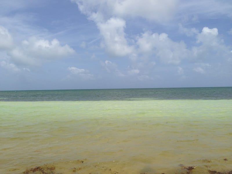 Loggerhead Beach: shallow water, sandy beach, blue sky with white clouds
