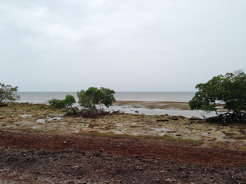 Long Beach: muddy beach with mangrove trees, shallow water, and gray sky