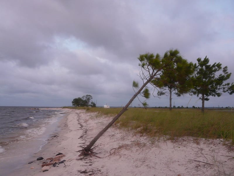 Mashes Sands Beach: beach shoreline with leaning pine tree, sand, grass, and cloudy sky