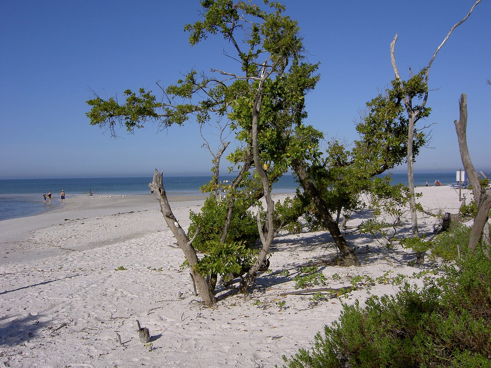 Pelican Bay Commons Beach: sandy beach with gnarled trees, ocean, and distant beachgoers visible