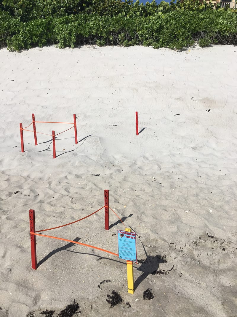Wabasso Beach: sandy beach with red posts marking turtle nesting areas, vegetation background